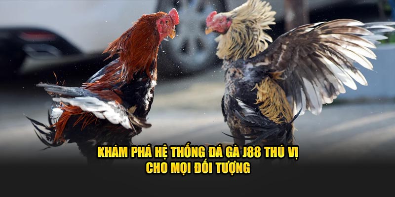 Khám phá hệ thống đá gà J88 thú vị cho mọi đối tượng